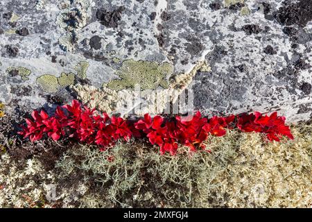 Alpine bearberry / mountain bearberry / black bearberry (Arctous alpina / Arctostaphylos alpina) showing red autumn colours on tundra, Lapland, Sweden Stock Photo