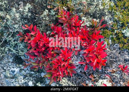 Alpine bearberry / mountain bearberry / black bearberry (Arctous alpina / Arctostaphylos alpina) showing red autumn colours on tundra, Lapland, Sweden Stock Photo