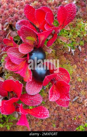 Alpine bearberry / mountain bearberry / black bearberry (Arctous alpina / Arctostaphylos alpina) showing red autumn colours on tundra, Lapland, Sweden Stock Photo