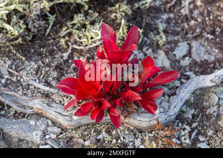 Alpine bearberry / mountain bearberry / black bearberry (Arctous alpina / Arctostaphylos alpina) showing red autumn colours on tundra, Lapland, Sweden Stock Photo