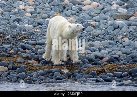 Lone skinny and emaciated polar bear (Ursus maritimus) foraging on shingle beach along the Svalbard coast in summer, Spitsbergen, Norway Stock Photo