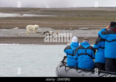 Eco-tourists in Zodiac boat watching scavenging polar bear (Ursus maritimus) feeding on carcass of stranded whale, Svalbard / Spitsbergen Stock Photo