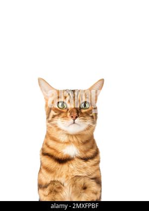Funny cat face on a white background. Angry or upset pet face Stock Photo