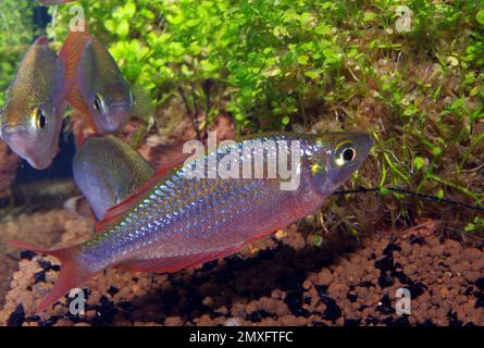 Dwarf Neon Rainbowfish (Melanotaenia praecox) Stock Photo