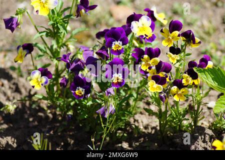many colorful horned violets Viola cornuta in the garden Stock Photo