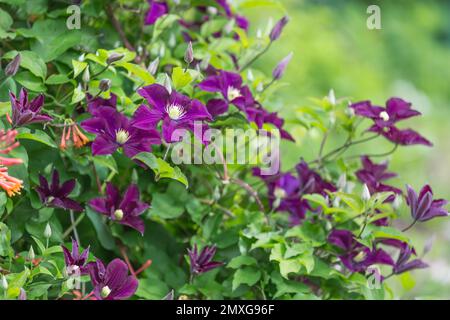 The abundant clematis Niobe of dark violet purple color with a large flower in the garden. Stock Photo