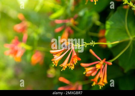 Lonicera sempervirens flowers, common names coral honeysuckle, trumpet honeysuckle, or scarlet honeysuckle, in bloom. Stock Photo