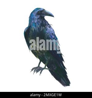 Watercolor illustration, raven from the family of corvids. isolated on white background. Stock Photo