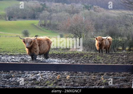 Highland Cattle Standing In A Muddy Farmers Field - Hairy Cow - Long Hair - Strong Horns - Bos Taurus Bovidae Family - Yorkshire - UK Stock Photo