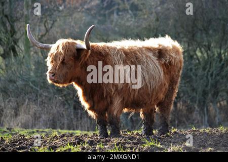 Highland Cattle Standing In A Muddy Farmers Field - Hairy Cow - Long Hair - Strong Horns - Bos Taurus Bovidae Family - Yorkshire - UK Stock Photo