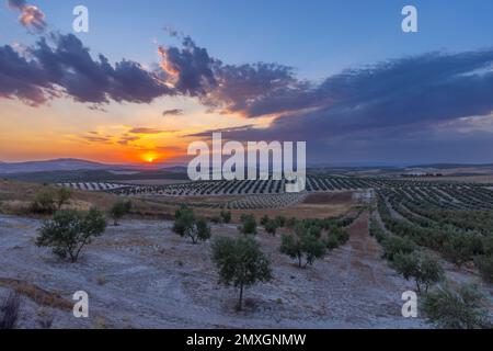 typical Andalusian landscape during sunset, Spain Stock Photo