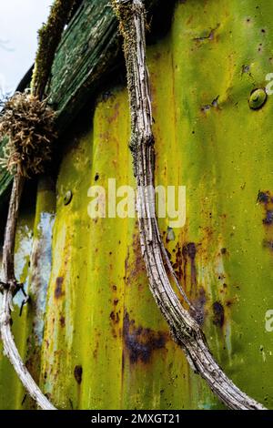 Rusted green painted and grey wall of an old corrugated metal shed in Bridport. Abstract, background of bright colours and textures. Grungy colourful. Stock Photo