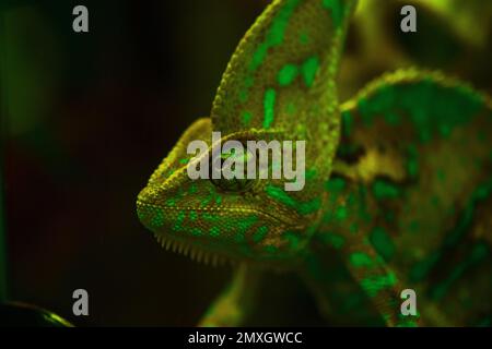 Small cute chameleon in the terrarium Stock Photo