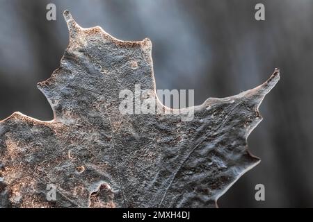 Sugar Maple, Acer saccharin, ice casting of leaf made in freezing rain