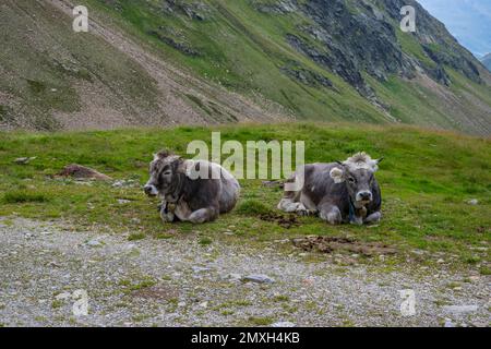Aerial view of a herd of cows lying down in a field Stock Photo - Alamy