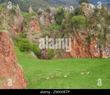 Pride of lions Panthera leo in an open area large enclosure Cabarceno Natural Park Penagos Cantabria Spain Stock Photo