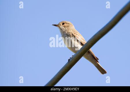 Spotted flycatcher (Muscicapa striata) adult bird perched overhead on a power line in UK Stock Photo