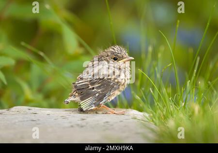 Spotted flycatcher (Muscicapa striata) chick, baby bird in a UK garden in summer Stock Photo