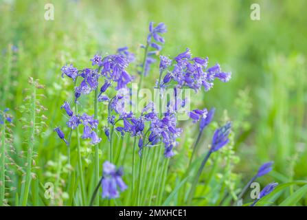 Common bluebell close up (hyacinthoides non-scripta), Native or English bluebells in forest or woodland garden, UK Stock Photo