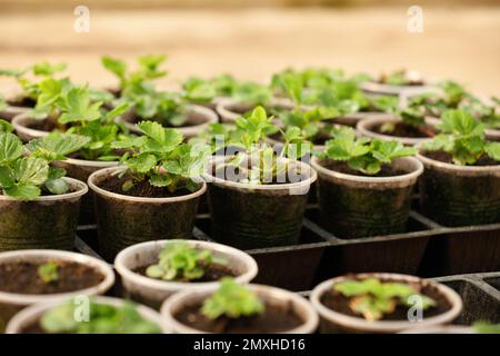 Many potted strawberry seedlings in tray on table Stock Photo