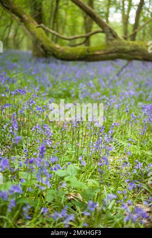 Wild bluebell flowers, common blue bell (hyacinthoides non-scripta) in woods, England, UK Stock Photo