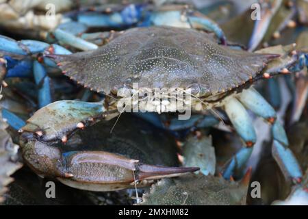 Live male blue crab with one claw on top of pile of live blue crabs going to market Stock Photo