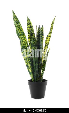 Beautiful artificial plant in flower pot isolated on white Stock Photo