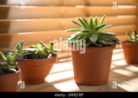 Beautiful echeverias on wooden windowsill indoors. Succulent plants Stock Photo