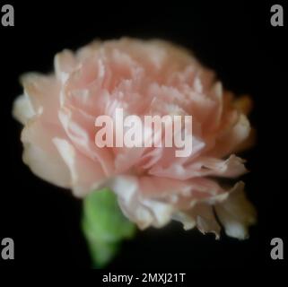 Dreamy Pink Carnation Against a Black Background Stock Photo