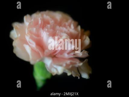 Dreamy Pink Carnation Against a Black Background Stock Photo