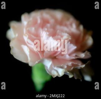 Dreamy Pink Carnation Against a Black Background Stock Photo
