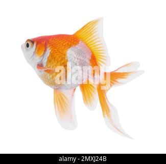 Beautiful bright small goldfish isolated on white Stock Photo
