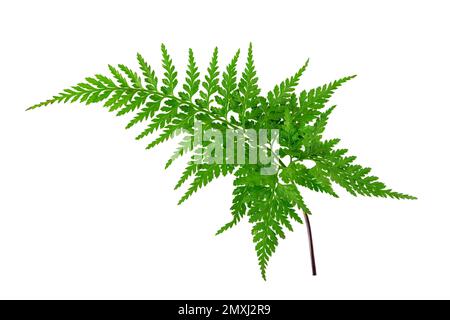 Rumohra adiantiformis or leather fern or leatherleaf fern glossy dark green frond isolated on white Stock Photo