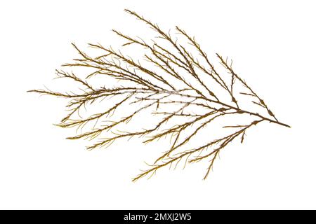 Knotted kelp seaweed or ascophyllum nodosum brown algae branch isolated on white Stock Photo