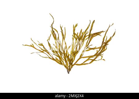 Dictyota dichotoma seaweed isolated on white. Brown alga branch. Stock Photo