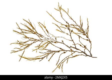 Ascophyllum nodosum brown seaweed or knotted kelp algae branch isolated on white Stock Photo