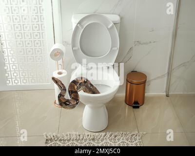 Brown boa constrictor crawling out from toilet bowl in bathroom Stock Photo