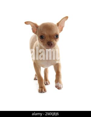 Baby toy hot sale chihuahua