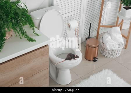 Rat on toilet bowl in light bathroom Stock Photo