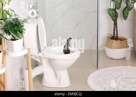 Rat on toilet bowl in light bathroom Stock Photo