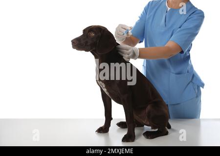 Professional veterinarian vaccinating dog on white background, closeup Stock Photo