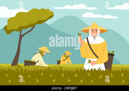 Tea production process concept with traditional harvesting scene flat vector illustration Stock Vector