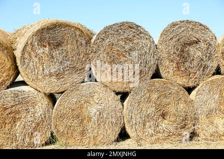 Many hay blocks outdoors on sunny day Stock Photo