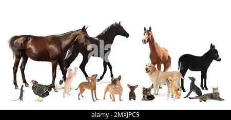Collage with horses and other pets on white background. Banner design Stock Photo