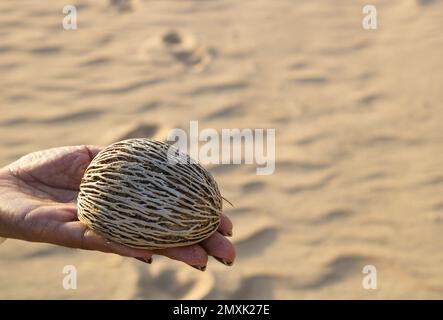 Cerbera odollam seed,Its fruit, when still green, looks like a small mango, with a green fibrous shell enclosing an ovoid kernel measuring approximate Stock Photo