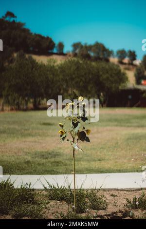 A vertical shot with a selective focus on a wilting sunflower, with the seed, heads drooping, standing tall amidst a lush green area with trees agains Stock Photo