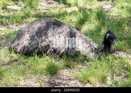 The australian emu  is covered in primitive feathers that are dusky brown to grey-brown with black tips. The Emu's neck is bluish black and mostly fre Stock Photo