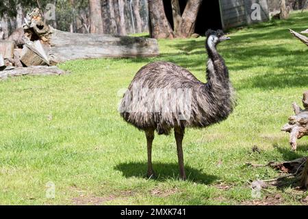 the emu covered in primitive feathers that are dusky brown to grey-brown with black tips. The Emu's neck is bluish black and mostly free of feathers. Stock Photo