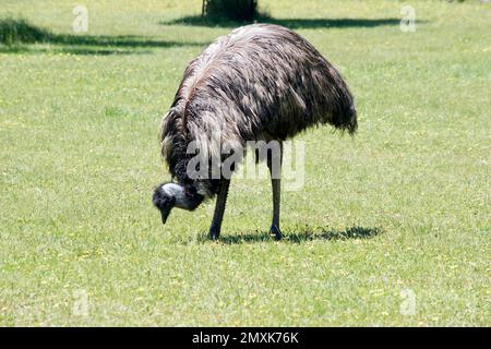 The australian emu  is covered in primitive feathers that are dusky brown to grey-brown with black tips. The Emu's neck is bluish black and mostly fre Stock Photo