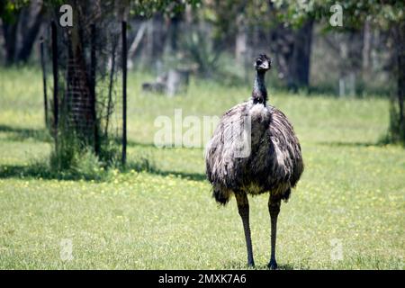 The australian emu  is covered in primitive feathers that are dusky brown to grey-brown with black tips. The Emu's neck is bluish black and mostly fre Stock Photo